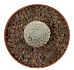 MAMMILLARIA breviplumosa GCG 12500, illustrative photo