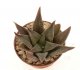  - HAWORTHIA cv. Alligator Pair