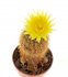  - NOTOCACTUS rechensis