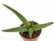  - ALOE cv. Dragon