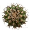 DISCOCACTUS placentiformis var. pulvinicapitatus RNK 29, SEEDLINNGS