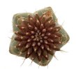 UEBELMANNIA meninensis f. rubra RNK 22, from green plants, 2 pcs., SEEDLINGS !!!