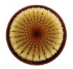 UEBELMANNIA pectinifera var. eriocactoides RNK 78, type form, 50 seeds