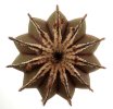 UEBELMANNIA pectinifera f. long spines RNK 59, 5 seeds