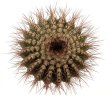 UEBELMANNIA pectinifera var. horrida, RNK 31 (HU 550), type form, 5 seeds