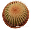 UEBELMANNIA pectinifera aff. f. nova RNK 88, 50 seeds