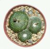 BLOSSFELDIA gigantea KK 2139, Villa Serrano, 5 cm pot, SEEDLING