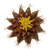 UEBELMANNIA buiningii RNK 53, 10 seeds