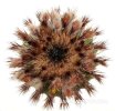 UEBELMANNIA pectinifera var. flavispina RNK 5, Sopa, 7 seeds