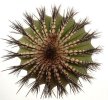 UEBELMANNIA pectinifera var. inhaiensis n.n. RNK 11, Boa Vista, Inhaí, 7 seeds