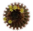 UEBELMANNIA pectinifera var. crebrispina RNK 69, nov. prov., 5 seeds
