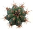 CIPOCEREUS bradei, grows with U. eriocactoides RNK 99, Serra do Espinhaco, 100 seeds