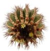 UEBELMANNIA pectinifera var. pseudopectinifera RNK 39, Trinta Réis, 10 seeds