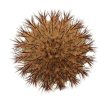 UEBELMANNIA pectinifera aff. flavispina x inhaiensis n. prov., RNK 46, Chapada, 8 seeds