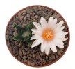 ARIOCARPUS bravoanus x f. white flower F1, F2, 25 pcs., SEEDLINGS