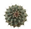 STROMBOCACTUS corregidorae VM 974, 1,2 cm, 50 pcs., SEEDLINGS