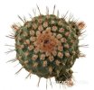 STROMBOCACTUS esperanzae var. nova SN 2014.0201, 1,4 - 1,5 cm, 25 pcs., SEEDLINGS