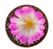 MAMMILLARIA luethyi, 5,5 cm pot, own roots, rooted offset