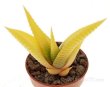 HAWORTHIA limifolia f. variegata, 8 cm pot, rooted offset