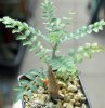 BOSWELLIA neglecta