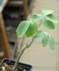 ADENIA glauca
