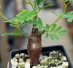 SENNA meridionalis