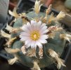 LOPHOPHORA williamsii ssp. grymii ex PP
