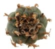 LOPHOPHORA williamsii var. caespitosa