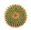 UEBELMANNIA gummifera RNK 25/2023 (HU 282, type), 10 pcs., SEEDLINGS !!!
