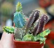HUERNIA zebrina f. variegata