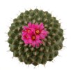 STROMBOCACTUS esperanzae var. nova long spines, SN 2014.0201, 2 cm SEEDLING