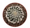DISCOCACTUS horstii, grafted seedling 1,5 - 1,6 cm