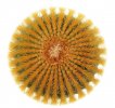 UEBELMANNIA pectinifera var. eriocactoides RNK 99, SEEDLING !