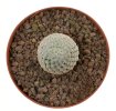 MAMMILLARIA breviplumosa GCG 12500, SEEDLING