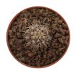 COPIAPOA  x C. scopulina GCG 15037, selection