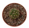 COPIAPOA x C. cinerea var. tenebrosa GCG 15043, selection