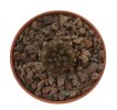 COPIAPOA columna - alba GCG 15015, L35 entronque 2., intermediate to C. cinerea