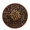 COPIAPOA columna - alba GCG 15008b, blonde selection