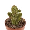 PSEUDOLITHOS dodsonianus