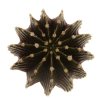 GYMNOCALYCIUM friedrichii var. angustostriatum LB 2178, 2 x SEEDLINGS