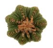 AZTEKIUM ritteri, 1 cm, 2 x SEEDLINGS !