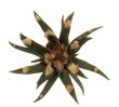 ARIOCARPUS agavoides RS 602, 2 x SEEDLINGS !