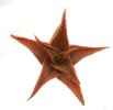 ALOE cv. Vito (Green Sand)