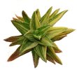 ALOE nobilis f. variegate