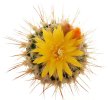 UEBELMANNIA meninensis RNK 47/2023, Serra Negra, SEEDLING