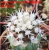 COPIAPOA columna - alba GCG 15329b, f. white spines ex Gerardo Snicer